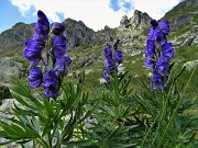 41 Aconito napello (Aconitum napellus) per il Valletto